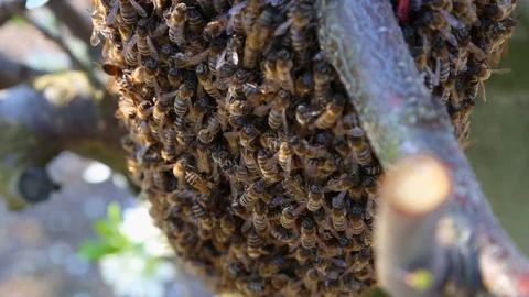 Swarm of hardworking bees on a frame in a apiary farm, close up handheld shot. A Stock-Footage 129421951