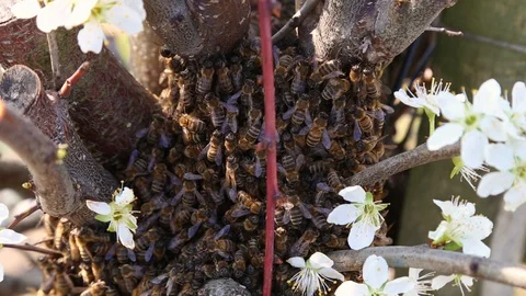 Swarm of hardworking bees on a frame in a apiary farm, close up handheld shot. A Видео 129422016