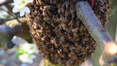 Swarm of hardworking bees on a frame in a apiary farm, close up handheld shot. A Stock-Footage 129422111
