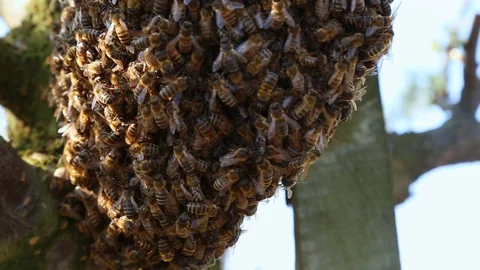 Swarm of hardworking bees on a frame in a apiary farm, close up handheld shot. A Stock-Footage 129422125