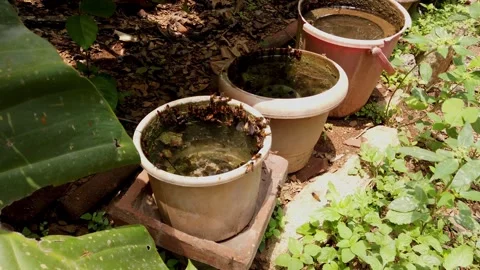 A swarm of Honey bees buzzing around moist pots, colony in India. Stock Footage 313638186