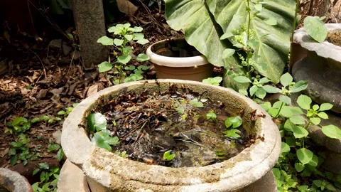 A swarm of Honey bees buzzing around moist pots, colony in India. Stock Footage 313638189