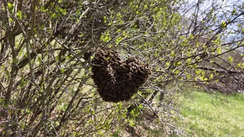 Swarm of honey bees clustered on tree branch in natural environment Stock Footage 336013178