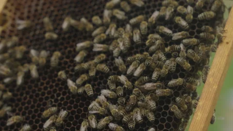 Swarm of Honey Bees on Dark Hexagonal Honeycomb in Beehive Video stock 338018598