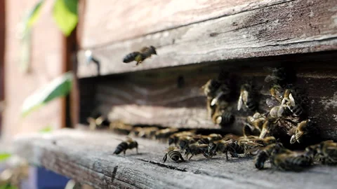 Swarm of honey bees flying to the hive in SLOW MOTION HD Stock Footage 334579367