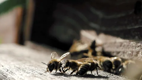 Swarm of honey bees flying to the hive in SLOW MOTION HD Stock Footage 334579657