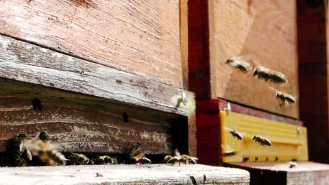 Swarm of honey bees flying to the hive in SLOW MOTION HD Stock Footage 334579698