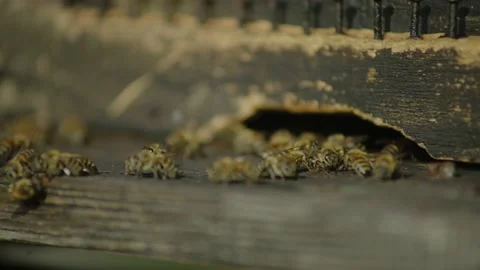 Swarm of honey bees Stock Footage 220227880