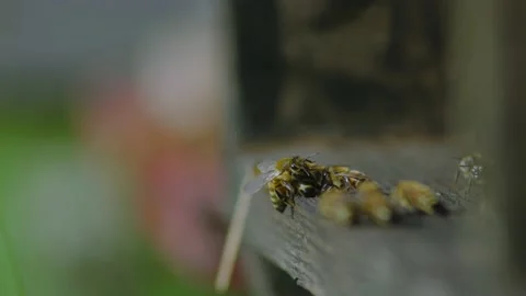 Swarm of honey bees Stock Footage 220229832