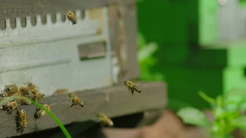 Swarm of honey bees Stock Footage 220263955
