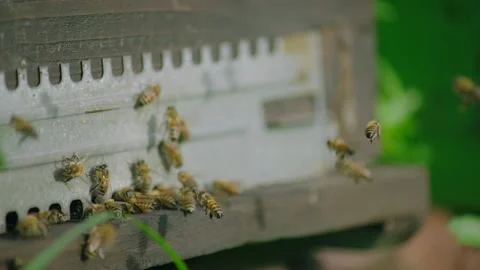 Swarm of honey bees Video stock 220265127