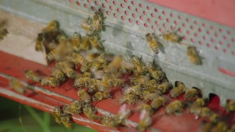 Swarm of honey bees Stock Footage 220265756
