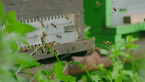 Swarm of honey bees Stock Footage 220269267