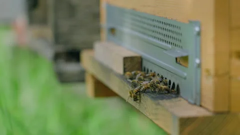 Swarm of honey bees Stock Footage 220270359