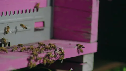 Swarm of honey bees Stock Footage 220277016