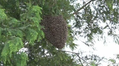 Swarm of Honey bees in a tree. Total shot. Vidéo 169346975