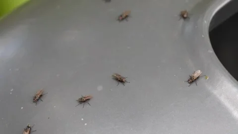 Swarm of house flies moving on a surface Video stock 339327145