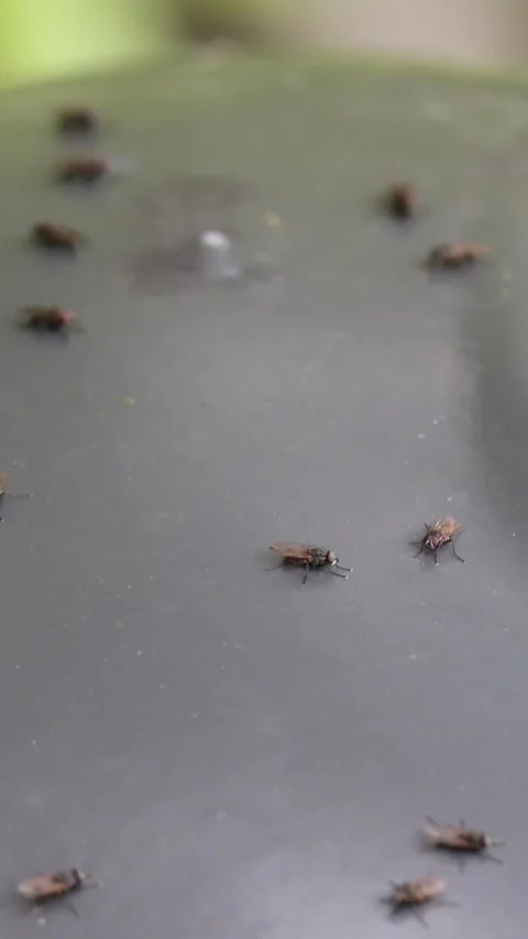 Swarm of houseflies walking on a surface Stock Footage 338281750