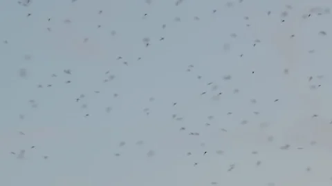 Swarm of the insects and mosquitoes 스톡 동영상 117963936