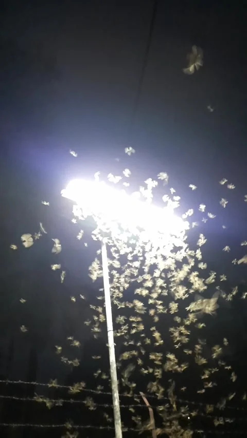 Swarm of Insects Around a Bright Street Lamp Vídeo Stock 331419082