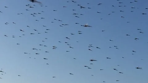 Swarm of insects on a blue background Stock Footage 115596009