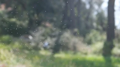 Swarm of Insects Close Up Slow Motion Video stock 126145383