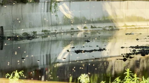 Swarm of Insects Dances Over Water in a Concrete Canal Stock Footage 336877320