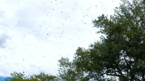 Swarm of insects flies in front of the camera Stock-Footage 123578799