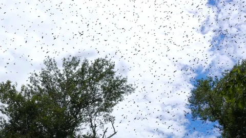 Swarm of insects flies in front of the camera against the sky Stock-Footage 123579019