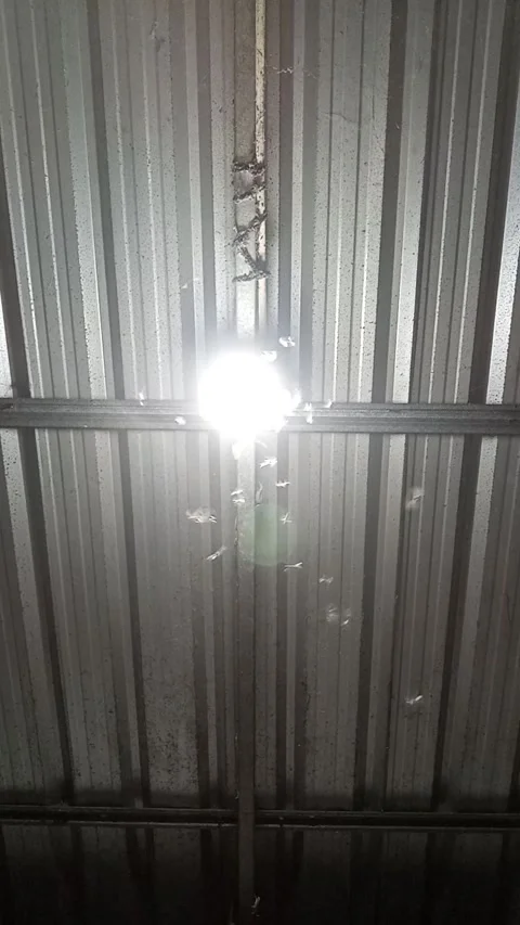 Swarm of insects flying around a light bulb inside the house at night 스톡 동영상 337525138