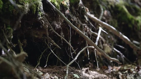 A swarm of insects flying on forest tree roots and cave. Air full of young in Vidéo 330052843