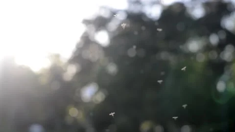 Swarm of insects flying in the sunlight Stock Footage 155849308