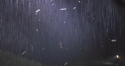 Swarm insects flying under the light pillar and heavy rain Stock Footage 169882131