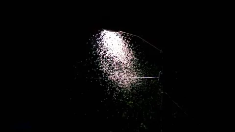 Swarm Of Insects Stock Footage 170702911