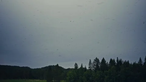 Swarm Of Insects - Forest Tree Line - Overcast Sky 스톡 동영상 344954729