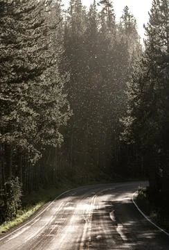 Swarm Of Insects Hover In The Evening Light Over Roadway 库存照片