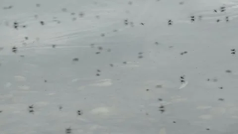 Swarm of Insects Hovering Above Calm Lake Surface - 4K Slow Motion Wildlife Shot Stock Footage 336623033