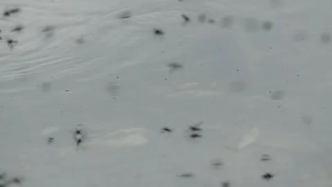 Swarm of Insects Hovering Above Calm Lake Surface - 4K Slow Motion Wildlife Shot Stock Footage 336623035