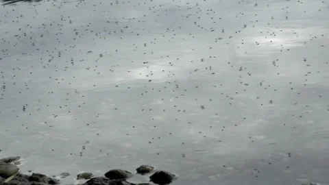 Swarm of Insects Hovering Over Lake Surface - 4K Slow Motion Nature Shot Stock Footage 336623088