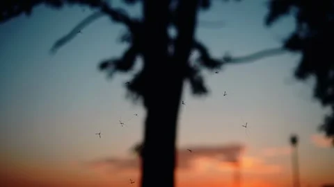 A swarm of insects moves against the background of the evening sky and sunset Stock Footage 319830865