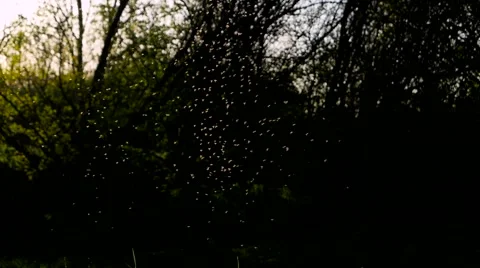 Swarm of Insects Moving in Sunshine Video stock 62407373