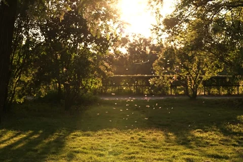 Swarm of insects at sunset in the park Stock Footage 275912347