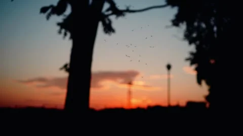 A swarm of insects is visible against the background of sunset Stock Footage 325668797