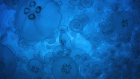 Swarm of jellyfish floating in deep blue ocean water Vídeos de archivo 334971454