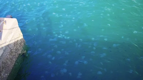 Swarm of Jellyfish, Warm Oceans Causing Explosion Population Due to Climate Stock Footage 315647634