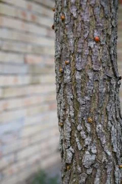 Swarm of ladybugs on a tree trunk Stock-Fotos