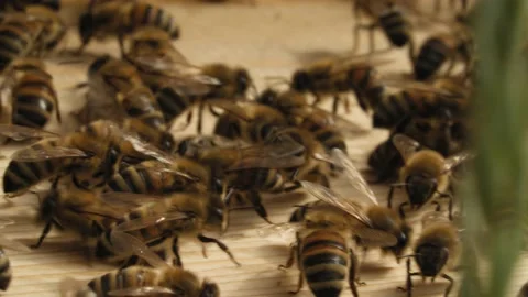 A swarm of lively bees  Stock Footage 144993488