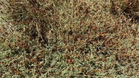 Swarm of locust devoring green plants Stock Footage 313662969