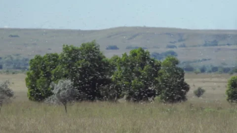 Swarm of locusts crossing the frame from left in Madagascar, green trees Stock Footage 159792536