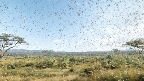 A swarm of locusts flying across fields, a plague of locusts in Africa Stock Footage
